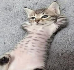 𖹭 ꒱﹒﹒music ♪♫ game/media osts, Joost Klein, rock, electronic, metal, and one, vocaloid, jazz, ambient, j-pop...